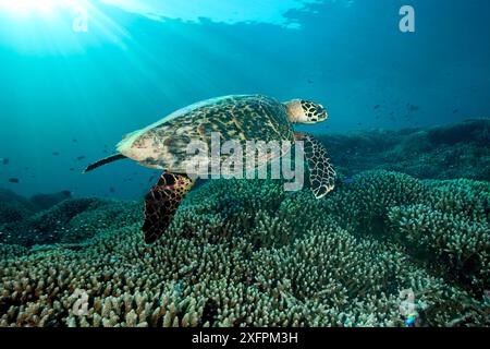 Karettschildkröte (Eretmochelys imbricata) Tubbataha Reef Natural Park, UNESCO-Weltkulturerbe, Sulu Sea, Cagayancillo, Palawan, Philippinen. Bedrohte Tierarten. Stockfoto