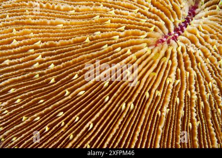 Detail der Pilzkorallen (Fungia Fungites) Tubbataha Reef Natural Park, UNESCO-Weltkulturerbe, Sulu Sea, Cagayancillo, Palawan, Philippinen Stockfoto