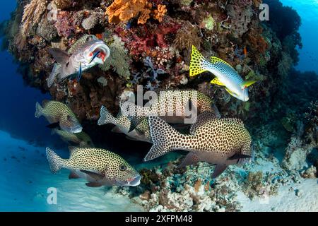 Schwarm von vielen gefleckten Süßlippen (Plectorhinchus chaetodonoides) auf einer Reinigungsstation, Tubbataha Reef Natural Park, UNESCO-Weltkulturerbe, Sulu Sea, Cagayancillo, Palawan, Philippinen Stockfoto