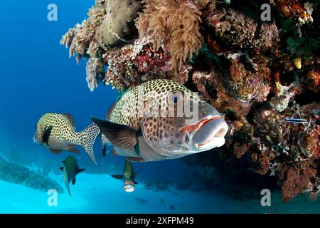 Viele gefleckte Süßlippen (Plectorhinchus chaetodonoides) Tubbataha Reef Natural Park, UNESCO-Weltkulturerbe, Sulu Sea, Cagayancillo, Palawan, Philippinen Stockfoto