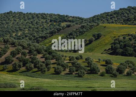 Hügel mit Olivenbäumen, in der Nähe des Sidi Chahed Reservoir, Fes, marokko Stockfoto