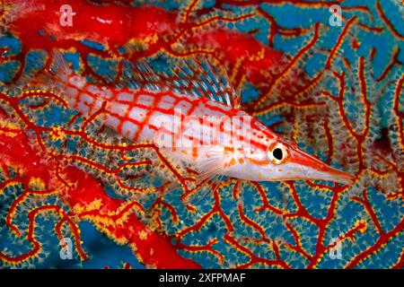 Langnasen-Habicht (Oxycirrhites Typus) in Korallen, Tubbataha Reef Natural Park, UNESCO-Weltkulturerbe, Sulu Sea, Cagayancillo, Palawan, Philippinen Stockfoto