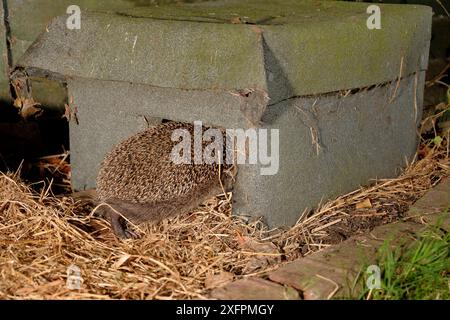 Igel (Erinaceus europaeus) betritt nachts ein Igelhaus in einem Vorstadtgarten, Chippenham, Wiltshire, Großbritannien, August. Aufgenommen mit einer ferngesteuerten Kamerafalle. Stockfoto