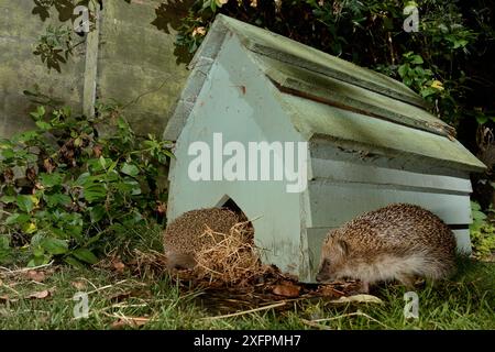 Igel (Erinaceus europaeus) betritt nachts ein Igelhaus in einem Vorstadtgarten, als sich ein anderer nähert, Chippenham, Wiltshire, Großbritannien, September. Aufgenommen mit einer ferngesteuerten Kamerafalle. Stockfoto