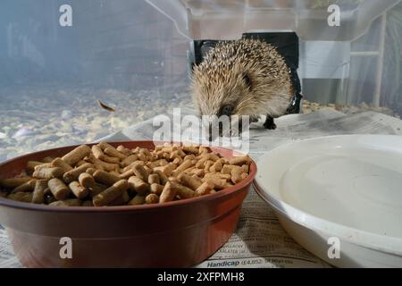 Igel (Erinaceus europaeus), der in eine selbstgemachte Igelfutterbox einsteigt, um nachts Igelpellets aus Fleisch zu fressen, Vorstadtgarten, Chippenham, Wiltshire, Vereinigtes Königreich, August. Aufgenommen mit einer ferngesteuerten Kamerafalle. Die Box hat einen schmalen Eingang, der Katzen und Füchse ausschließt, Stockfoto