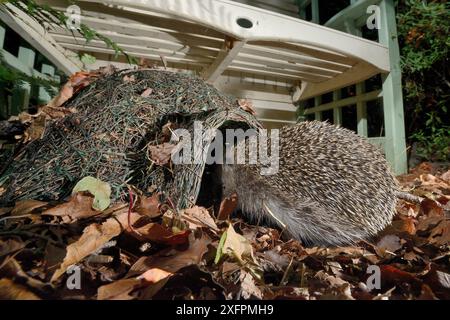 Igel (Erinaceus europaeus) betritt nachts ein Igelhaus in einem Vorstadtgarten, Chippenham, Wiltshire, Großbritannien, September. Aufgenommen mit einer ferngesteuerten Kamerafalle. Stockfoto