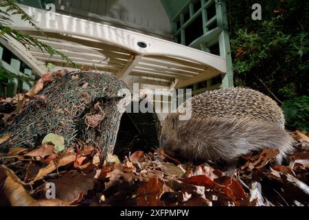 Igel (Erinaceus europaeus) betritt nachts ein Igelhaus in einem Vorstadtgarten, Chippenham, Wiltshire, Großbritannien, September. Aufgenommen mit einer ferngesteuerten Kamerafalle. Stockfoto