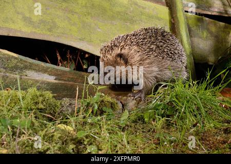 Igel (Erinaceus europaeus) betritt einen Vorstadtgarten vom Garten nebenan, indem er nachts durch eine Lücke im Zaun drückt, Chippenham, Wiltshire, Großbritannien, August. Aufgenommen mit einer ferngesteuerten Kamerafalle. Stockfoto