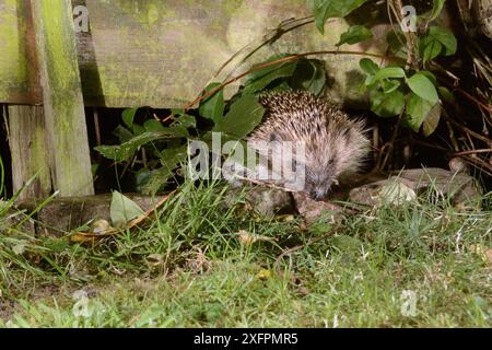 Igel (Erinaceus europaeus) betritt einen Vorstadtgarten vom Garten nebenan, indem er nachts durch eine Lücke im Zaun drückt, Chippenham, Wiltshire, Großbritannien, August. Aufgenommen mit einer ferngesteuerten Kamerafalle. Stockfoto