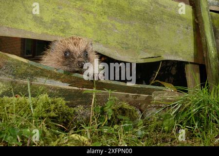 Igel (Erinaceus europaeus) betritt einen Vorstadtgarten vom Garten nebenan, indem er nachts durch eine Lücke im Zaun drückt, Chippenham, Wiltshire, Großbritannien, August. Aufgenommen mit einer ferngesteuerten Kamerafalle. Stockfoto