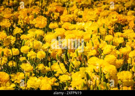 Feld des gelben Ranunkels bei den Blumenfeldern von Karlsbad. Stockfoto