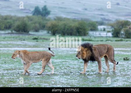 Löwe (Panthera leo) männlich nach Weibchen, bevor er sich im Regen paart, Masai-Mara Game Reserve, Kenia Stockfoto