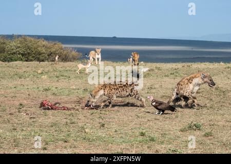 Löwen (Panthera leo), die Überreste von Kadavern hinterlassen, als Hyena (Crocuta crocuta) eintrifft, um sie zu plündern. Mit Kapuzengeier (Necrosyrtes monachus) und schwarzen Schakalen (Canis mesomelas) Masai-Mara Wildreservat, Kenia Stockfoto