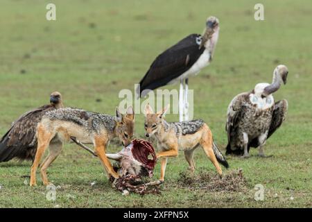 Schakal mit schwarzem Rücken (Canis mesomelas), Abfangen mit Maraboustorch (Leptoptilos crumenifer) und Weissgeier (Gyps africanus) Masai-Mara Game Reserve, Kenia. Stockfoto