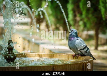 Tauben erfrischend, Garten des Königs Obstgarten, Palma, Mallorca, Balearen, Spanien Stockfoto