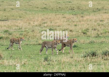 Gepard (Acinonyx jubatus) vier Männer, Masai-Mara Game Reserve, Kenia Stockfoto