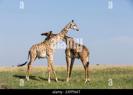 Masai Giraffe (Giraffa cameleopardalis tippelskirchi), junge Männer kämpfen, Masai-Mara Wildreservat, Kenia Stockfoto