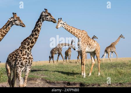 Masai Giraffe (Giraffa cameleopardalis tippelskirchi), Herde, Masai-Mara Wildreservat, Kenia Stockfoto