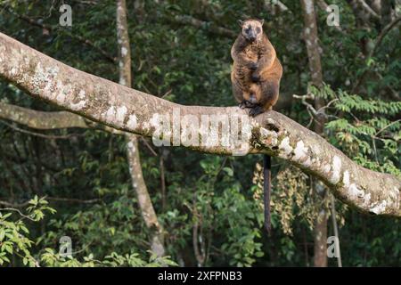 Lumholtz's Baumkänguru (Dendrolagus lumholtzi) hoch oben auf einem Baum. Queensland, Australien Stockfoto