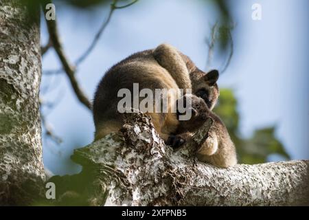 Lumholtz's Baumkänguru (Dendrolagus lumholtzi) Mutter und wuchs joey hoch oben auf einem Baum. Queensland, Australien Stockfoto