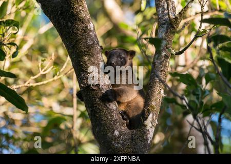 Lumholtz's Baumkänguru (Dendrolagus lumholtzi) hoch oben auf einem Baum. Queensland, Australien Stockfoto