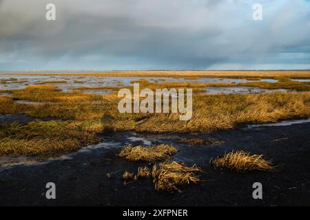 Waddenmeer auf der Insel Romo in Dänemark, Gezeitenzone, Feuchtgebiet mit Pflanzen, Ebbe in der Nordsee Stockfoto