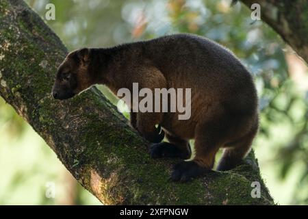 Lumholtzer Baumkänguru (Dendrolagus lumholtzi) hoch oben im Baum. Queensland, Australien Stockfoto