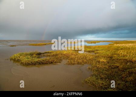 Wattenmeer auf der Insel Romo in Dänemark, Gezeitenzone, Feuchtgebiet mit Pflanzen, Ebbe in der Nordsee, Regenbogen und dunkle Wolken Stockfoto