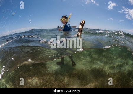 Frau schwimmt mit Banded Sea Kraits (Laticauda colubrina) bei Ebbe, Mali Island, Macuata Provinz, Fidschi, Südpazifik Stockfoto