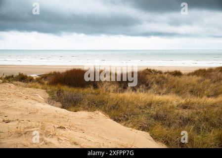 Strandlandschaft mit Schilf und Sand an der Nordsee in den Niederlanden, Wijk aan Zee in der Nähe von Amsterdam Stockfoto