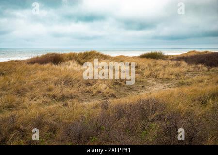 Strandlandschaft mit Schilf und Sand an der Nordsee in den Niederlanden, Wijk aan Zee in der Nähe von Amsterdam Stockfoto