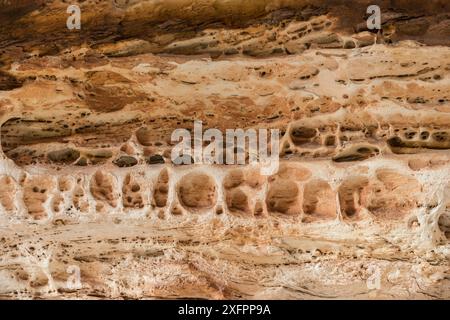 Dunkle Bänder, gebildet durch Cyanobakterien auf bienenstockförmigen Karstsandsteinformationen. Purnululu Nationalpark, UNESCO-Weltkulturerbe, Kimberley, Westaustralien. Juni 2016. Stockfoto