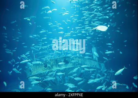 Schule der im Wasser schwimmenden Fische, Meerestiere, Sardinellen, Ökosystem und Umwelt Stockfoto