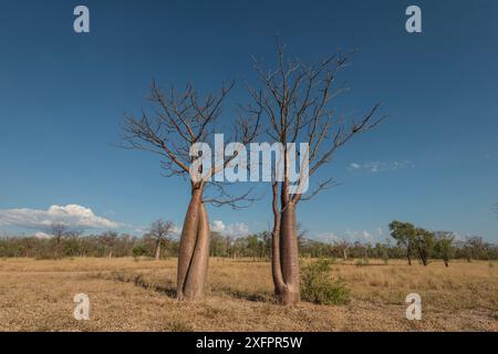 Australian Baobab / Boab Trees (Adansonia gregorii) Kimberley, Western Australia, Australien Juli 2016. Stockfoto