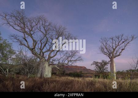 Australian Baobab / Boab Trees (Adansonia gregorii) Against the Cockburn Ranges, Kimberley, Western Australia Juni 2016. Stockfoto