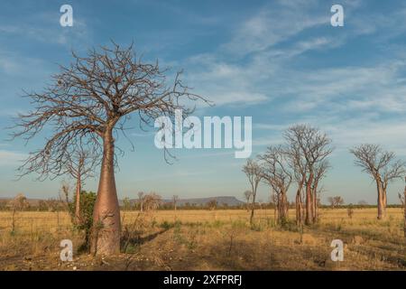 Boab Trees (Adansonia gregorii) Kimberley, Western Australia. August 2016. Stockfoto