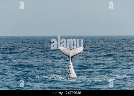 Buckelwale (Megaptera novaeangliae), die während der Winter-/Frühlingswanderung in Hervey Bay, Queensland, Australien, die Schwanzfänger schlagen Stockfoto