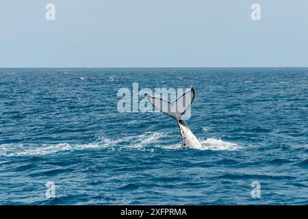 Buckelwale (Megaptera novaeangliae), die während der Winter-/Frühlingswanderung in Hervey Bay, Queensland, Australien, die Schwanzfänger schlagen Stockfoto