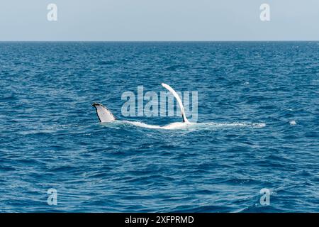 Buckelwale (Megaptera novaeangliae), die während der Winter-/Frühlingswanderung in Hervey Bay, Queensland, Australien, die Schwanzfänger schlagen Stockfoto