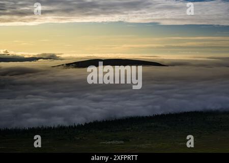 Der Gipfel des Fjätervålen entspringt einem Nebelmeer, warmes goldenes Sonnenlicht, während der Morgennebel über die Tallandschaft in Särna Dalarna, Schweden, rollt Stockfoto