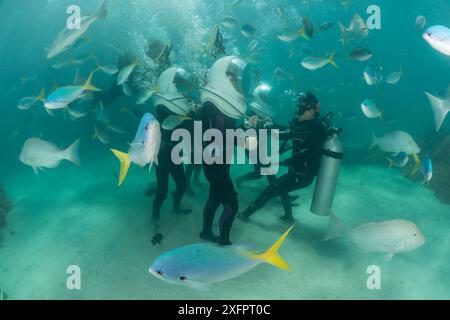 Touristen Helmtauchen und Wandern durch die flachen Riffe von Green Island, umgeben von tiefem Körper Füsilier (Caesio List) Great Barrier Reef, Queensland, Australien Oktober 2016. Stockfoto