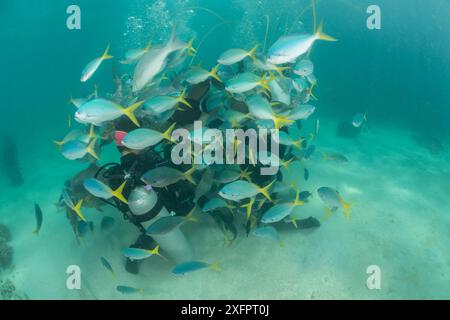 Touristen Helmtauchen und Wandern durch die flachen Riffe von Green Island, umgeben von tiefem Körper Füsilier (Caesio List) Great Barrier Reef, Queensland, Australien Oktober 2016. Stockfoto