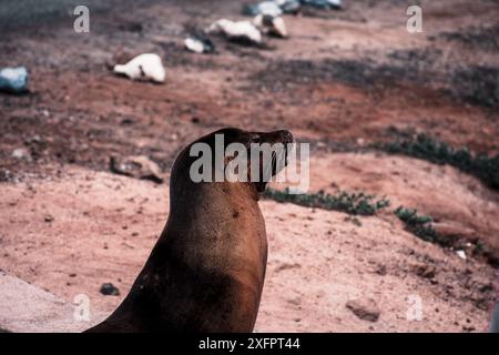 Ein Galapagos-Seelöwe ruht an einem felsigen Ufer und fängt das Wesen der vielfältigen Tierwelt und zerklüfteten Landschaften der Insel ein, ideal für Naturdokumentare Stockfoto