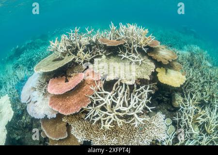 Korallenbleiche in den nördlichen Great Barrier Reef, Queensland, Australien im März 2017. Stockfoto