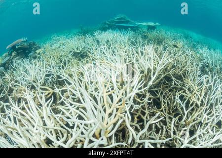 Korallenbleiche in den nördlichen Great Barrier Reef, Queensland, Australien im März 2017. Stockfoto