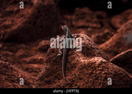 Eine Galapagos-Lava-Echse sonnt sich auf einem roten Felsen und zeigt ihren natürlichen Lebensraum und die beeindruckende vulkanische Landschaft, perfekt für Natur- und Wildtierfußball Stockfoto