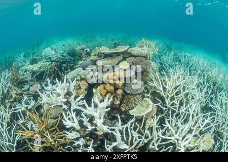Korallenbleiche in den nördlichen Great Barrier Reef, Queensland, Australien im März 2017. Stockfoto
