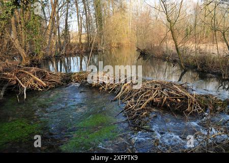 Europäischer Biber (Castor Fiber) Damm. Fluss Ain, Alpen, Frankreich Stockfoto