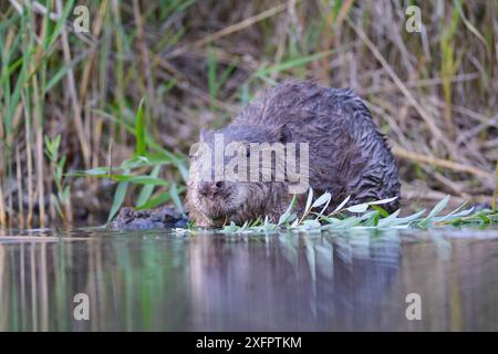 Europäischer Biber (Castor fiber) essen. Rhone, Alpen, Frankreich Stockfoto