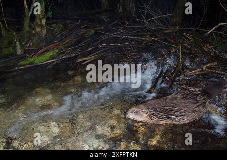 Europäischer Biber (Castor Fiber) auf seinem Damm, bei Nacht. Ferngesteuert durch Bewegung. Fluss Ain, Alpen, Frankreich Stockfoto